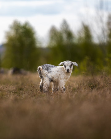 The adorable goat  on the field in the rural area