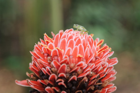 Amacro shot of Red Torch Ginger flower and a small Glass frog on itの写真素材