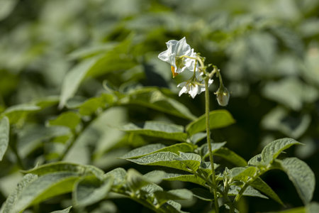 Vibrant green leafs and white with yellow flower of a potato plant in a farmland. Agriculture vegetable and food industry.の写真素材