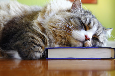 A selective focus shot of an adorable cat sleeping on the bookの写真素材