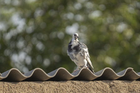 The beautiful gray and white pigeon standing on the roofの写真素材