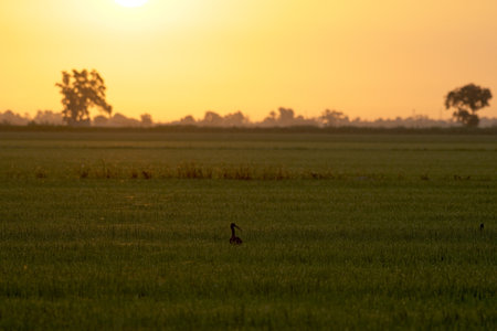 A beautiful sunset view of the delta of Ebro, Cataluna, Spainの写真素材
