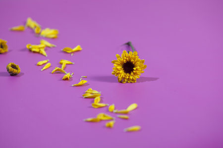 A closeup shot of yellow flowers and petals on a purple backgroundの写真素材