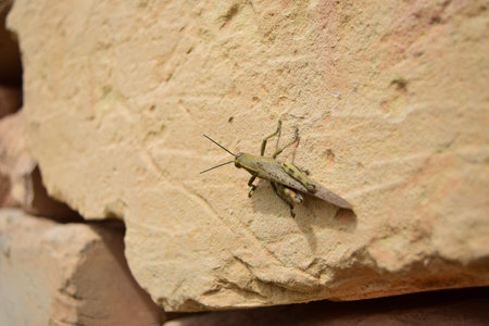 A closeup shot of a locust on a stoneの写真素材