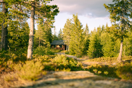 A low angle shot of a house in the forest
