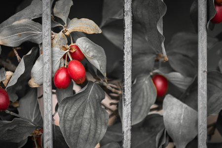 A color splash effect of red Cornelian cherries on grayscale leaves