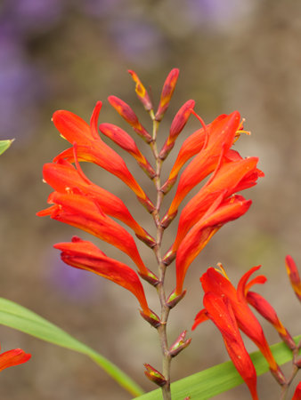 A vertical shot of beautiful crocosmia flowerの写真素材