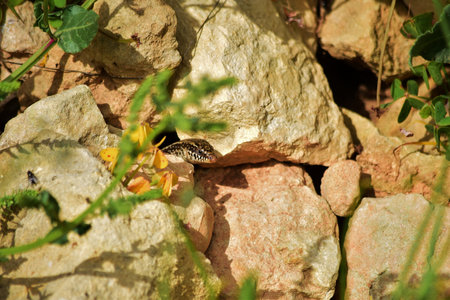 A Chalcides ocellatus peaking from its nest in the rocks in the Maltese countrysideの写真素材