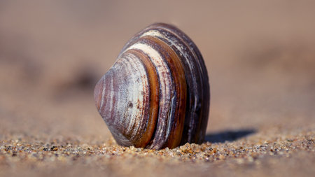A closeup shot of seashell on sandの写真素材