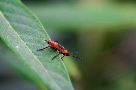 A fire-colored beetle on a green leaf