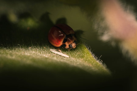 A macro shot of a red ladybug on a leaf
