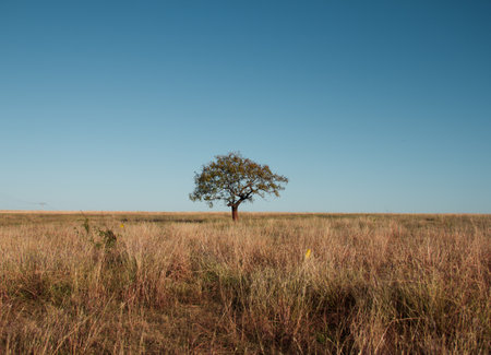 A beautiful  shot of a tree in a fieldの写真素材