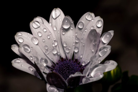 A grayscale shot of a white African daisy with water drops on it