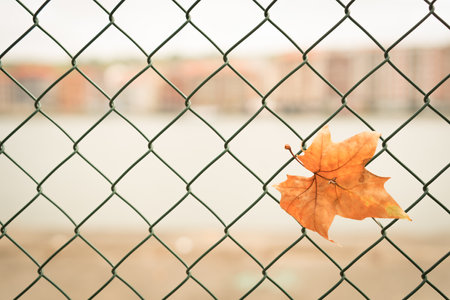 A closeup shot of an autumn leaf on a chain-link fenceの写真素材