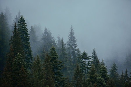 A gloomy shot of fir forest covered in fog