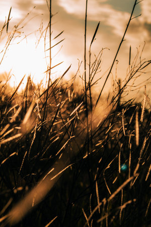 A vertical closeup shot of the grass in a field during the sunsetの写真素材