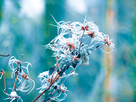 A beautiful macro shot of a frosted Clematis seedsの写真素材