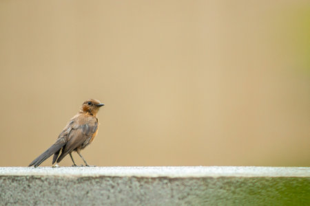 A shallow focus closeup shot of a Flycatcher bird in a park