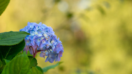A closeup shot of blue hydrangeas with a blurry backgroundの写真素材