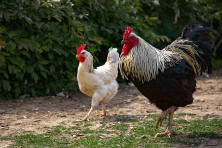 A white hen and rooster with multicolored feathers walking outside