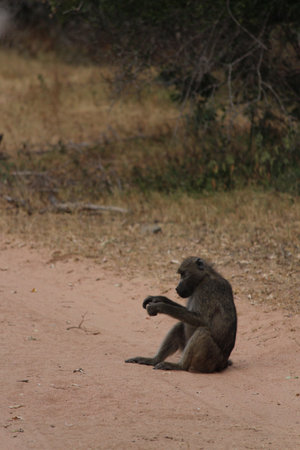 A selective focus closeup of the chacma baboonの写真素材