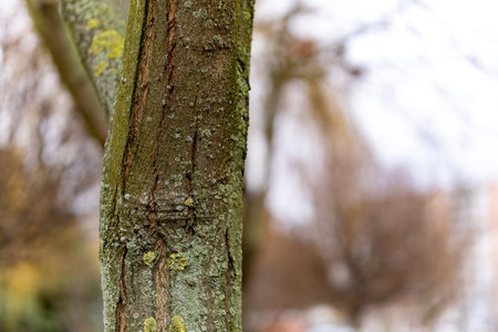 A selective focus shot of moss on a trunk