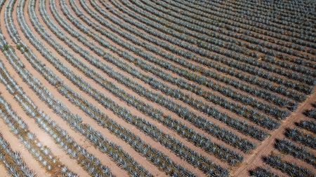 An aerial shot of agave plant plantation lands. Mexican plant with sharp leavesの写真素材