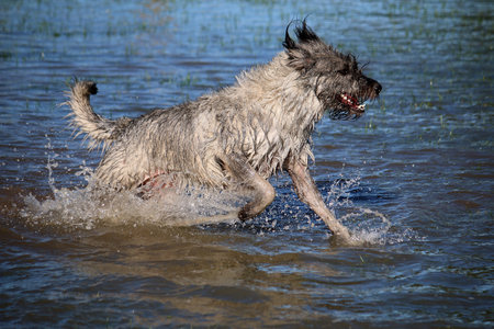 A closeup shot of a wet furry dog in the river near the grass