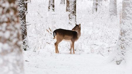 A closeup shot of a Siberian roe deer standing in the middle of the forest covered in snowの写真素材