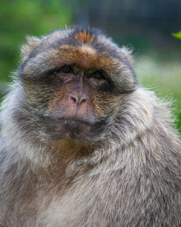 European adult Barbary macaque/ape close up