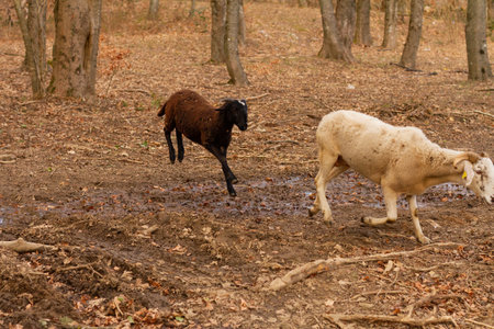 A selective focus shot of goats (Capra aegagrus hircus), Montseny Natural Park