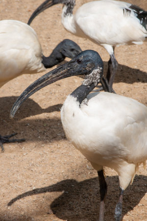 Close up of Ibis birds