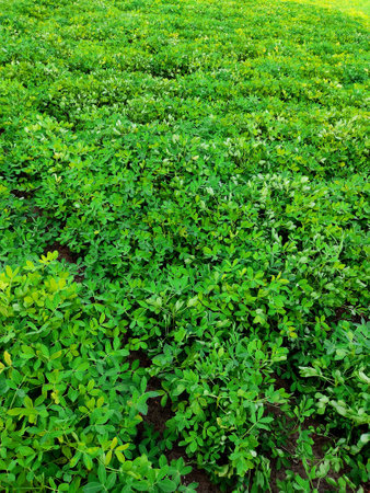 A vertic shot of peanut plantation fields