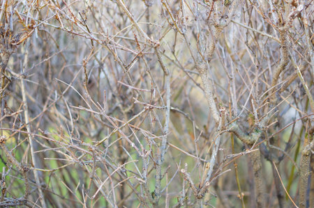 A closeup shot of bare branches good for nature themed background