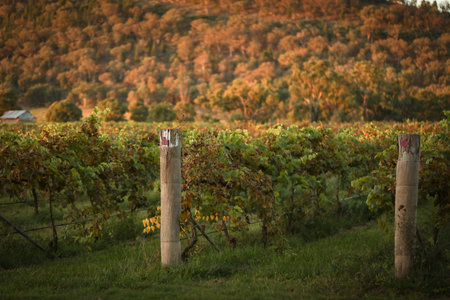 A beautiful late afternoon view at vinyard in Mudgee, New South Walesの写真素材