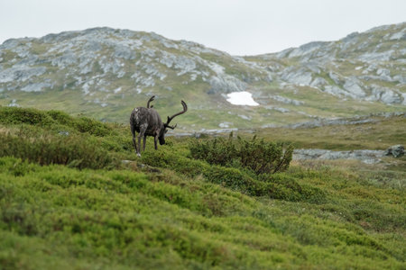 A brown elk on a meadow in the hills