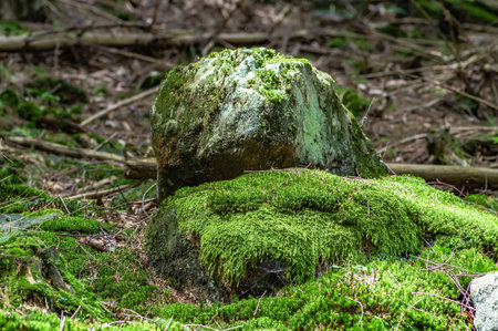 A closeup shot of mossy rocks in the forestの写真素材