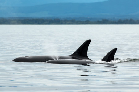 A Bigg's orca whale in the sea surrounded by hills in Vancouver Island, Canadaの写真素材