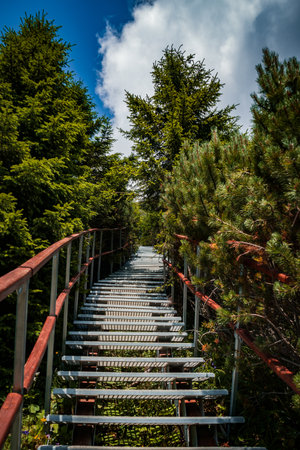 A vertical shot of a boardwalk surrounded by greenery in Ceahlau National Park, Romaniaの写真素材