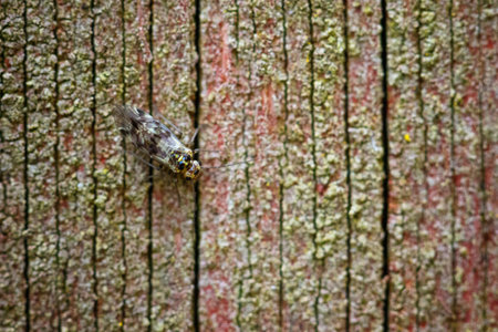 A macro shot of a fly on wooden backgroundの写真素材