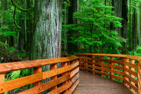 A wooden walkway surrounded by greenery in the MacMillan Provincial Park in Canadaの写真素材