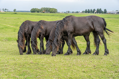 A group of horses grazing in the meadow with similar standing postureの写真素材