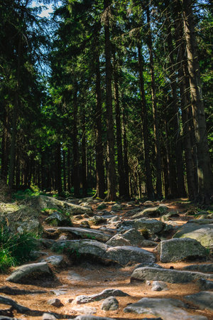 A vertical shot of the forest from Ochsenkopf mountain in Fichtelgebirge, Bavaria, Germanyの写真素材