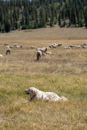 A vertical shot of a dog guarding a herd of grazing sheep in a field under the sunlight