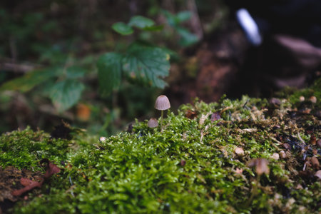 A closeup of fungi growing on mosses on wood under the sunlight with a blurry backgroundの写真素材