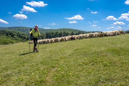 An elderly male hiker walking through a pasture with sheep