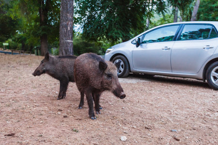 A closeup of wild boars in the Natural Park of the Sierras de Cazorla, Segura and the Villas, Spainの写真素材