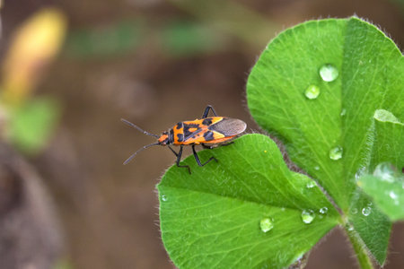 A macro shot of a pyrrhocoridae on a dew-covered leaf