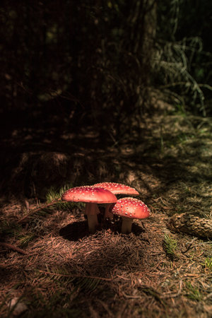 A vertical shot of red mushrooms growing in the forestの写真素材