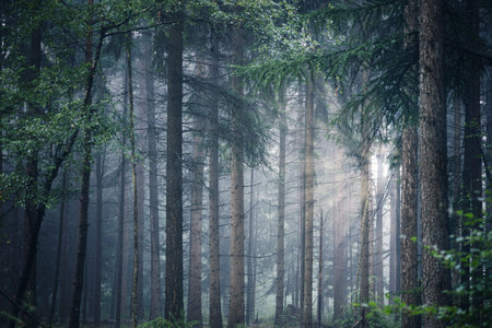 A beautiful shot of a dense forest with the sunlight penetrating through the trees